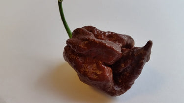 Trinidad Chocolate Scorpion - Seeds - The Pepper Pantry (Formerly Marie Sharp's)